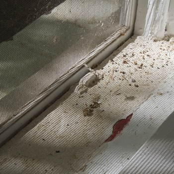 What Minnesota Homeowners & Businesses Should Know About Lead Paint Removal