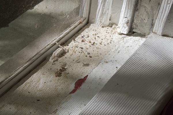 What Minnesota Homeowners & Businesses Should Know About Lead Paint Removal